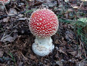 Muchomůrka červená - Amanita muscaria