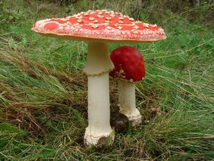 Muchomůrka červená - Amanita muscaria