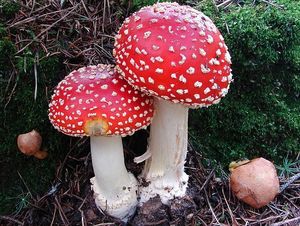 Muchomůrka červená - Amanita muscaria (L.) Lam. 1783