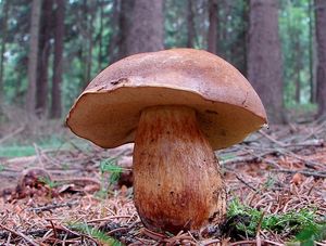 Hřib hnědý - Imleria badia (Fr.) Vizzini