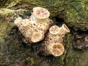 Choroš šupinatý - Polyporus squamosus