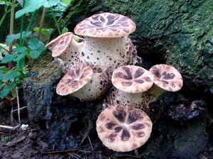 Choroš šupinatý - Polyporus squamosus