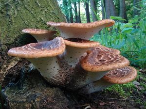 Choroš šupinatý - Polyporus squamosus