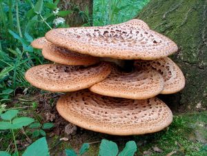 Choroš šupinatý - Polyporus squamosus