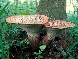 Choroš šupinatý - Polyporus squamosus