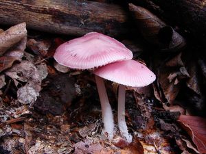 Helmovka narůžovělá - Mycena rosea Gramberg 1912