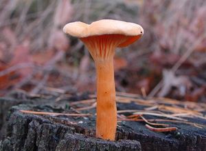 Lištička pomerančová - Hygrophoropsis aurantiaca (Wulfen) Maire 1921