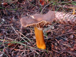 Liška nálevkovitá - Cantharellus tubaeformis