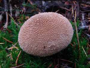 Pýchavka huňatá - Lycoperdon umbrinum Pers. 1801