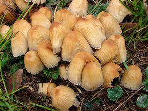 Hnojník třpytivý - Coprinellus micaceus (Bull.) Vilgalys, Hopple & Jacq. Johnson 2001