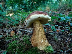 Hřib žlučník - Tylopilus felleus  (Bull.) P. Karst. 1881