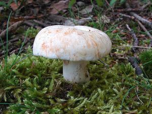 Ryzec peprný - Lactarius piperatus