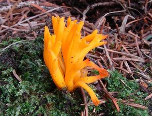 Krásnorůžek lepkavý - Calocera viscosa