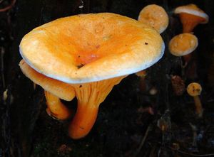 Lištička pomerančová - Hygrophoropsis aurantiaca (Wulfen) Maire 1921