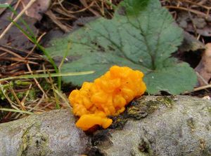 Rosolovka mozkovitá - Tremella mesenterica