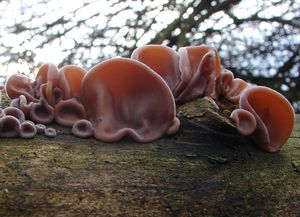 Boltcovitka ucho Jidášovo - Auricularia auricula-judae (Bull.) Quél. 1886