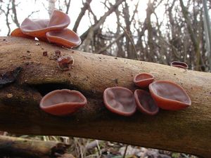 Boltcovitka ucho Jidášovo - Auricularia auricula-judae (Bull.) Quél. 1886