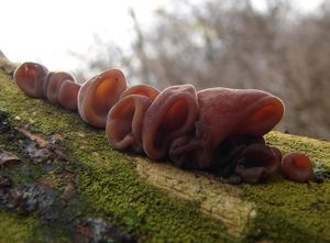 Boltcovitka ucho Jidášovo - Auricularia auricula-judae (Bull.) Quél. 1886