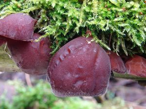 Boltcovitka ucho Jidášovo - Auricularia auricula-judae (Bull.) Quél. 1886