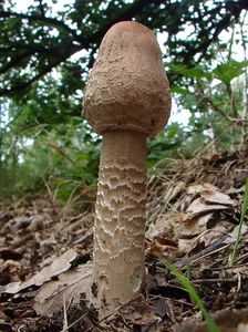 Bedla vysoká - Macrolepiota procera (Scop.) Singer 1948