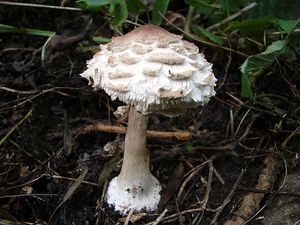 Bedla červenající - Chlorophyllum rachodes (Vittad.) Vellinga 2002
