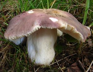 Holubinka namodralá - Russula cyanoxantha