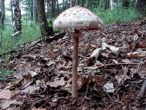 Bedla vysoká - Macrolepiota procera (Scop.) Singer 1948