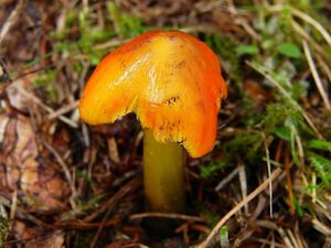 Voskovka kuželovitá - Hygrocybe conica