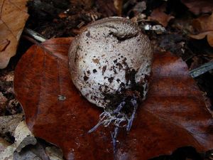 Květnatec Archerův - Clathrus archeri