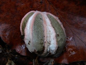 Květnatec Archerův - Clathrus archeri