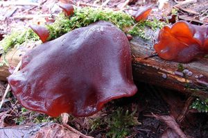 Boltcovitka ucho Jidášovo - Auricularia auricula-judae (Bull.) Quél. 1886