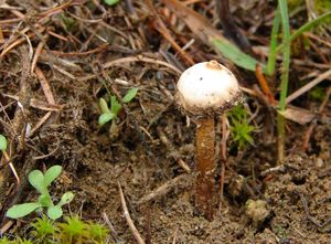 Palečka zimní - Tulostoma brumale Pers. 1794