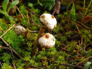 Palečka zimní - Tulostoma brumale Pers. 1794