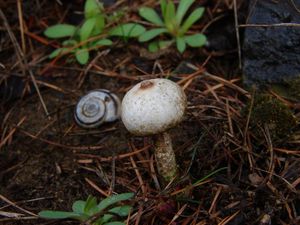 Palečka zimní - Tulostoma brumale Pers. 1794