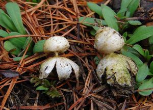 Hvězdovka maličká - Geastrum minimum