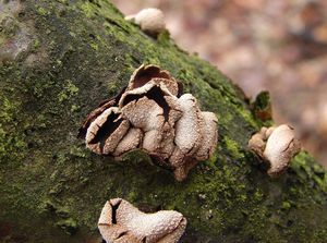 Kornice otrubičnatá - Encoelia furfuracea (Roth) P. Karst. 1871