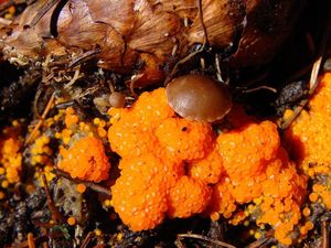Oranžovka vřetenovýtrusá - Byssonectria terrestris (Alb. & Schwein.) Pfister 1994