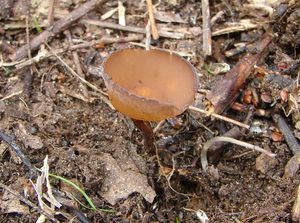 Hlízenka sasanková - Dumontinia tuberosa