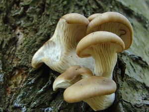 Hlíva ústřičná - Pleurotus ostreatus