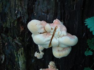 Sírovec žlutooranžový - Laetiporus sulphureus (Bull.) Murrill 1920