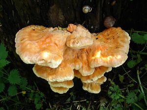 Sírovec žlutooranžový - Laetiporus sulphureus (Bull.) Murrill 1920
