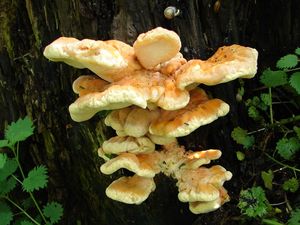 Sírovec žlutooranžový - Laetiporus sulphureus (Bull.) Murrill 1920