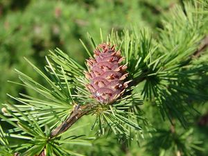 Modřín opadavý (Larix decidua)