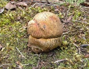 Hřib koloděj - Boletus luridus Schaeff. ex Fr.