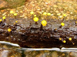 Míhavka vodní - Vibrissea truncorum