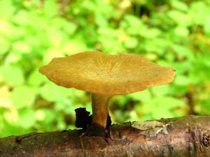 Choroš měnlivý - Polyporus varius