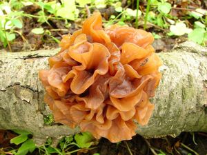 Rosolovka listovitá - Tremella foliacea