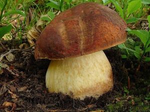 Hřib borový - Boletus pinophilus Pilát & Dermek