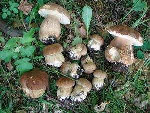 Hřib dubový - Boletus reticulatus Schaeff. 1774