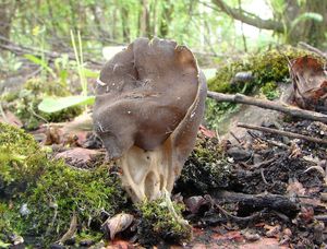 Chřapáč jamkatý - Helvella lacunosa Afzel. 1783